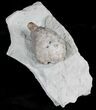 D Cystoid (Holocystites) Fossil - Indiana #25130-2